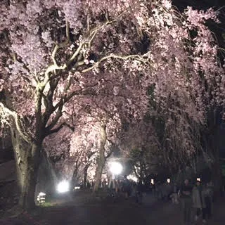 福岡城さくらまつり