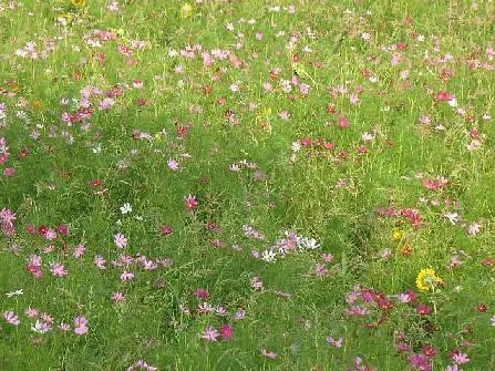 9月（長月）の小さい秋