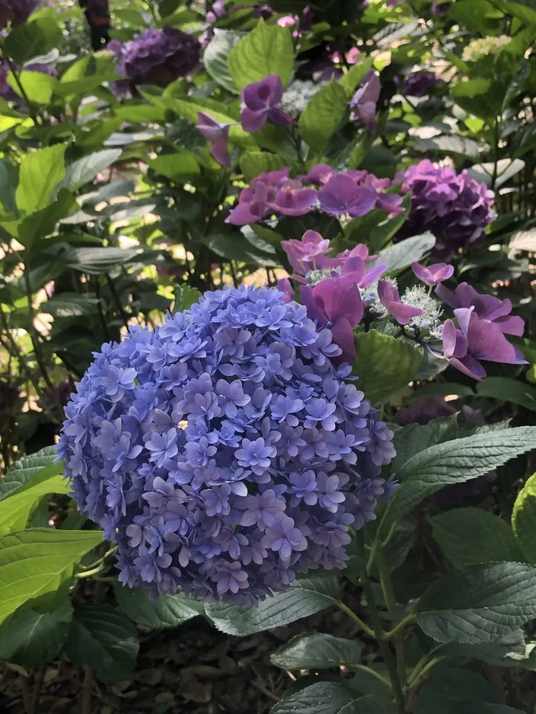 梅雨の花