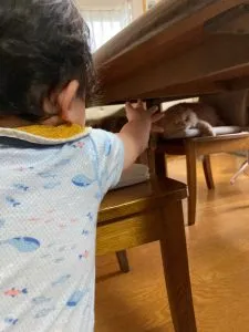 赤ちゃんと猫