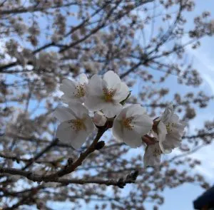 桜が綺麗ですね