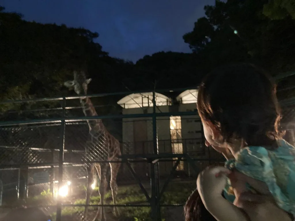 いざ夜の動物園