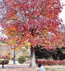 短い紅葉を楽しむ