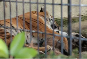 動物園