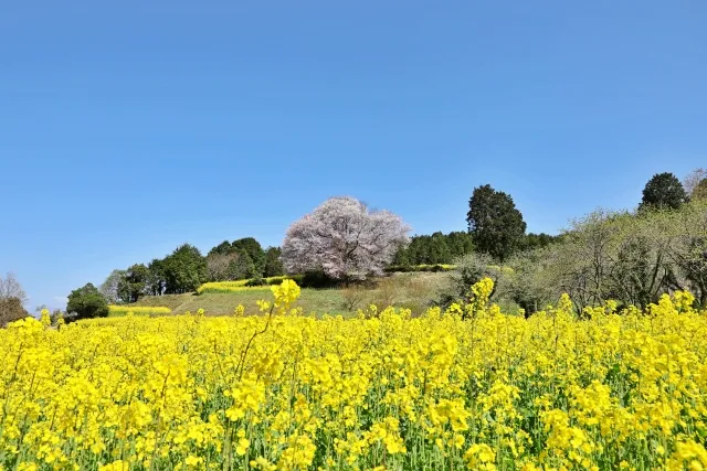 菜の花畑.jpg